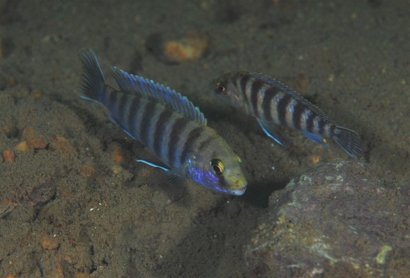 Labidochromis ianthinus 'Nkhomo Reef'